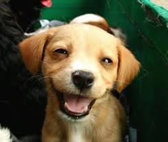 Laughing Puppy